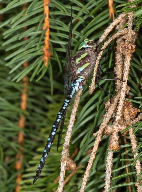 Photo of Green-striped Darner