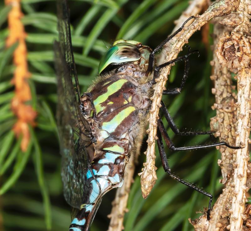 Photo of Green-striped Darner