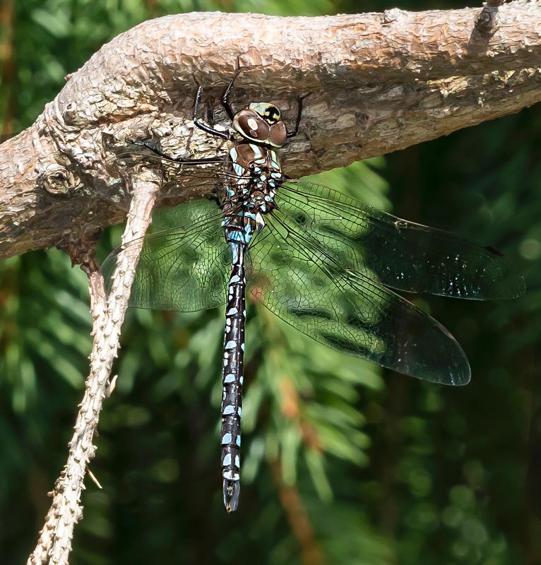 Photo of Lance-tipped Darner