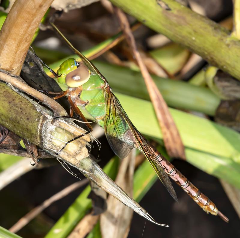 Photo of Common Green Darner