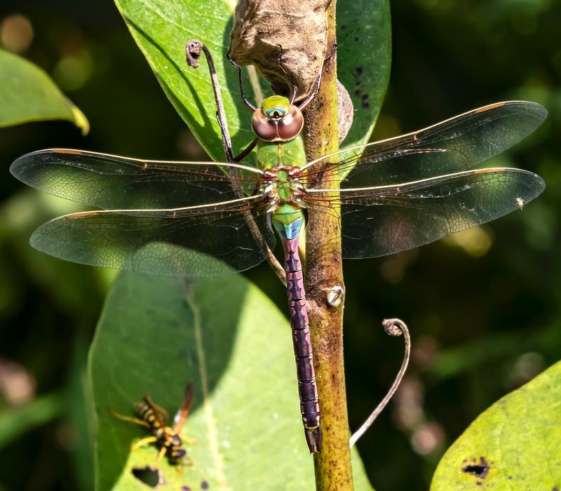 Photo of Common Green Darner