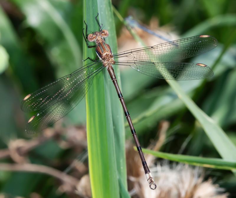 Photo of Great Spreadwing