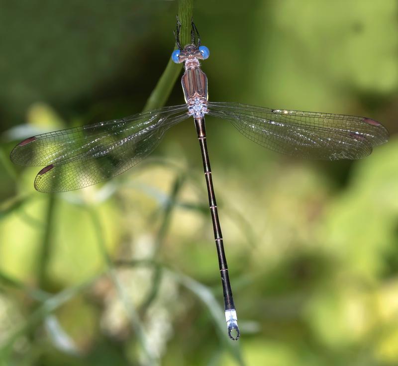 Photo of Great Spreadwing