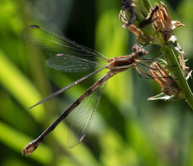 Photo of Great Spreadwing