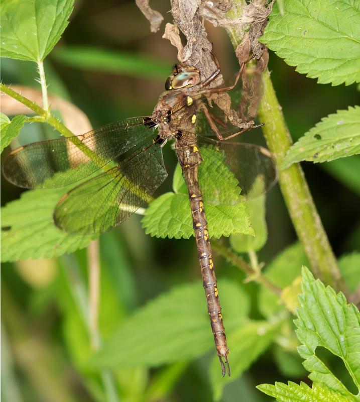 Photo of Fawn Darner