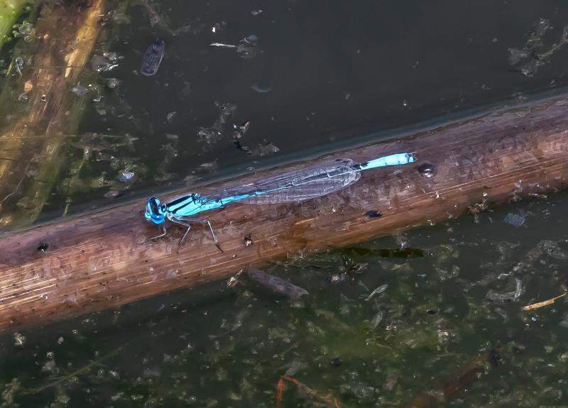 Photo of Azure Bluet