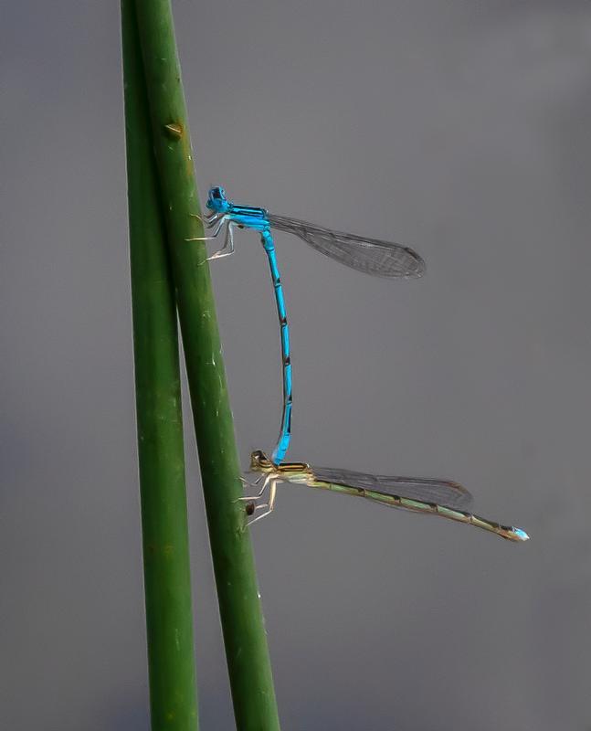 Photo of Double-striped Bluet