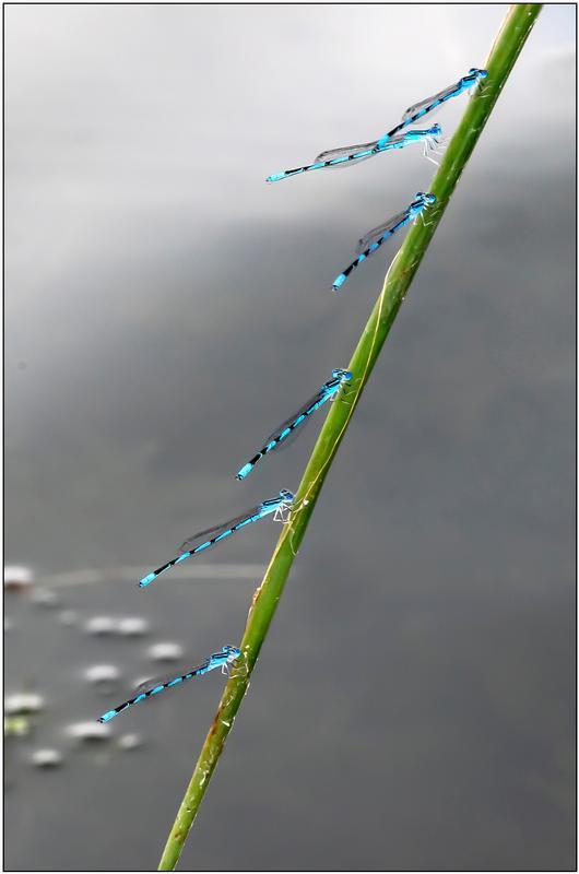 Photo of Double-striped Bluet