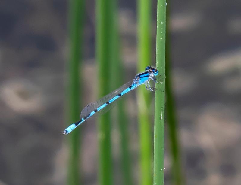 Photo of Familiar Bluet