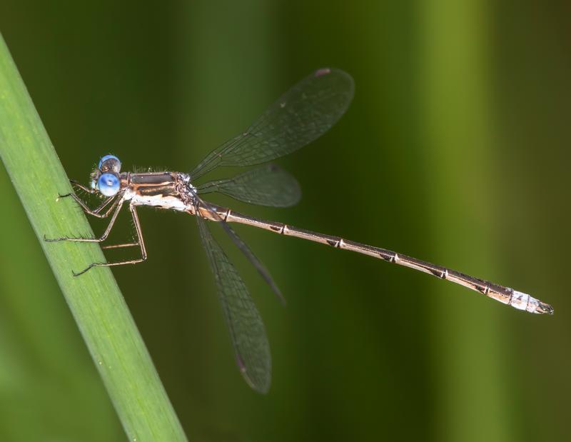 Photo of Spotted Spreadwing