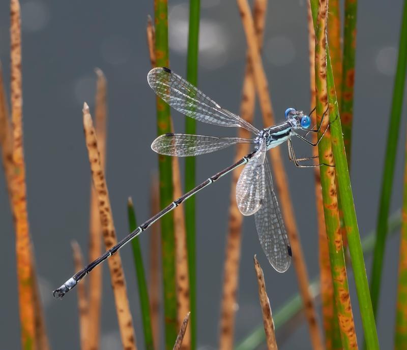 Photo of Slender Spreadwing