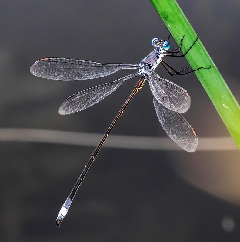 Photo of Swamp Spreadwing