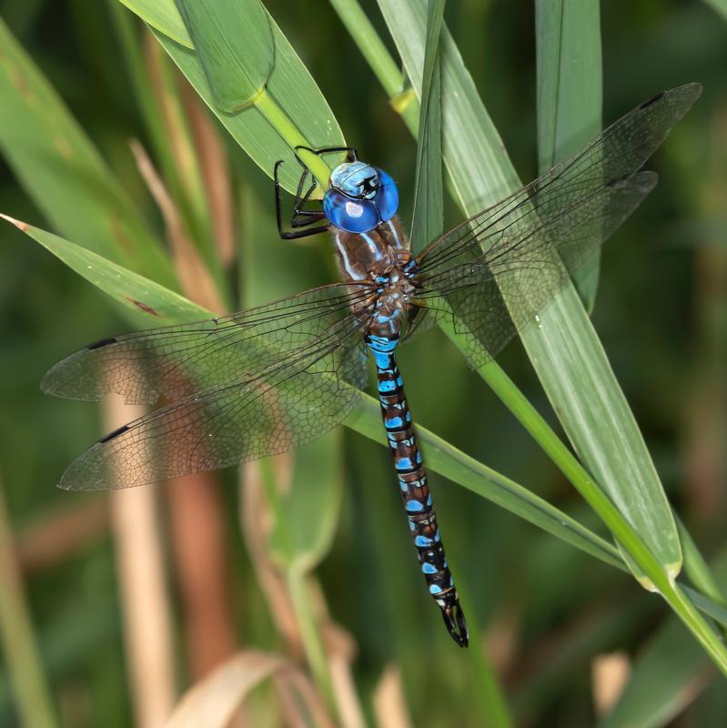 Photo of Blue-eyed Darner