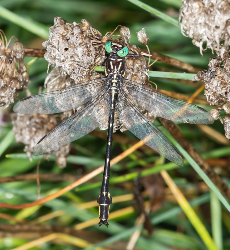 Photo of Arrow Clubtail