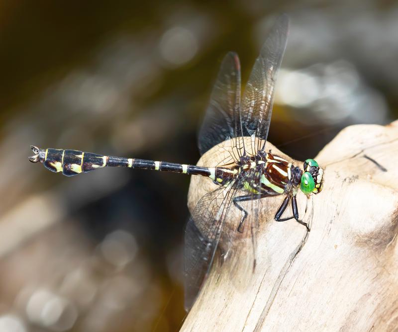 Photo of Zebra Clubtail