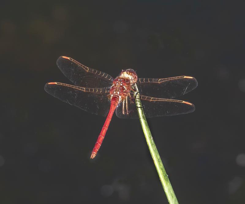 Photo of Saffron-winged Meadowhawk