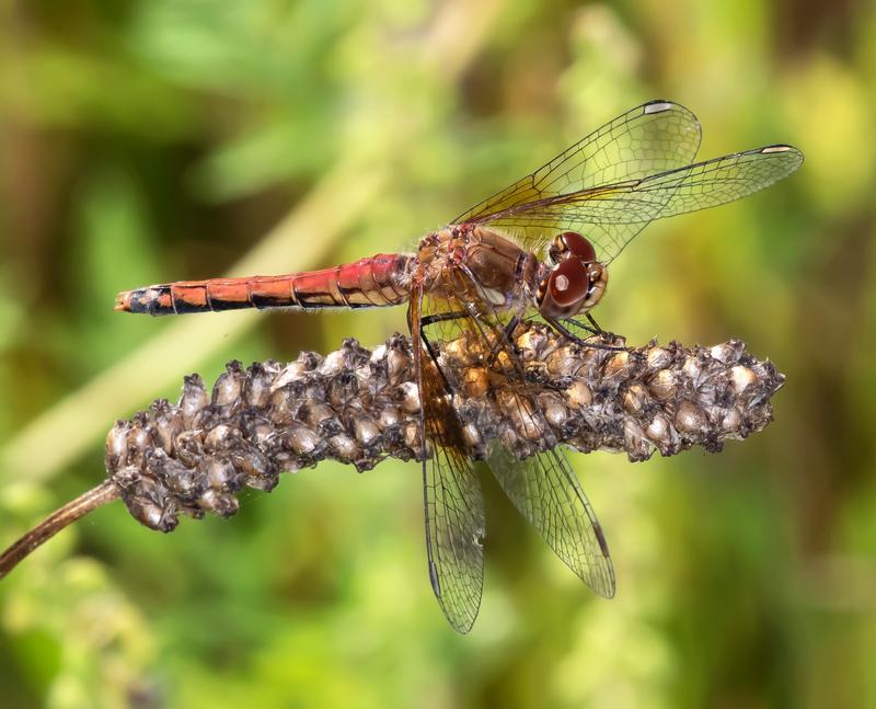 Photo of Band-winged Meadowhawk