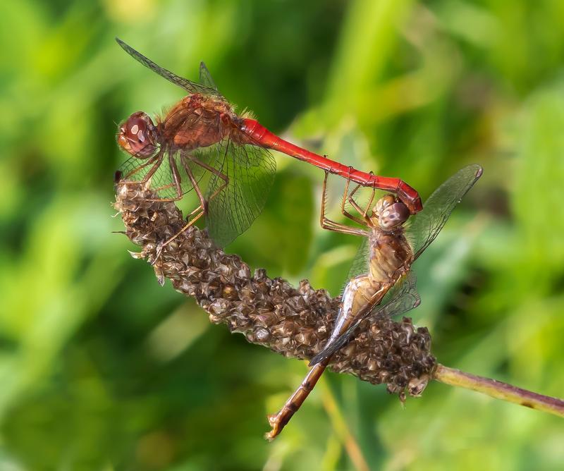 Photo of Autumn Meadowhawk