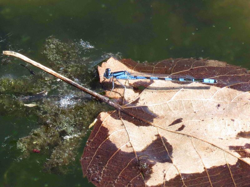 Photo of Tule Bluet