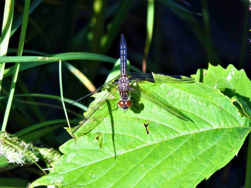 Photo of Blue Dasher