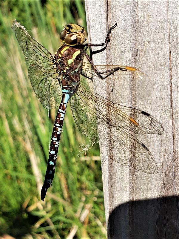 Photo of Lance-tipped Darner