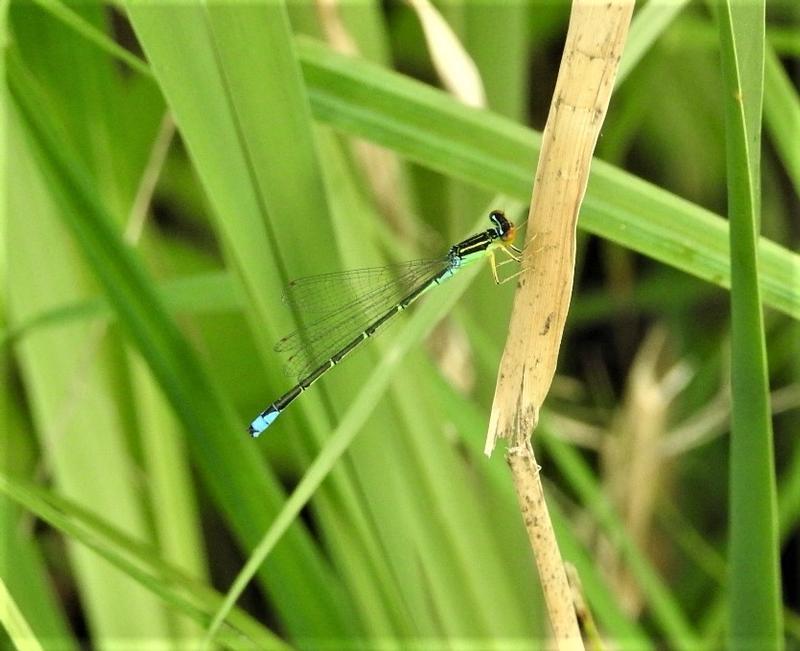 Photo of Rainbow Bluet