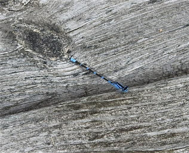Photo of Tule Bluet