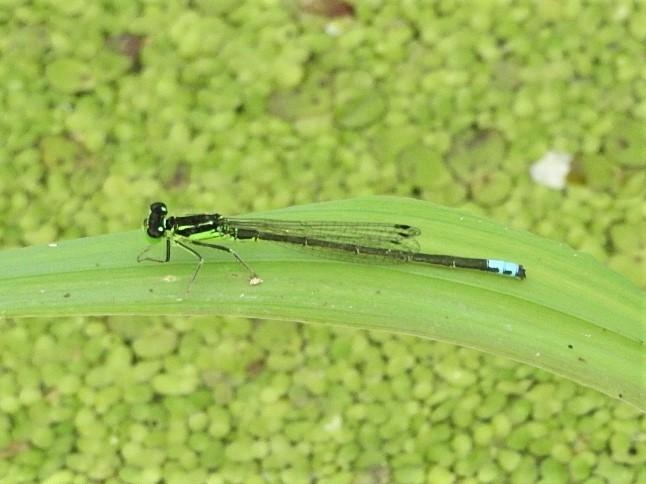 Photo of Eastern Forktail