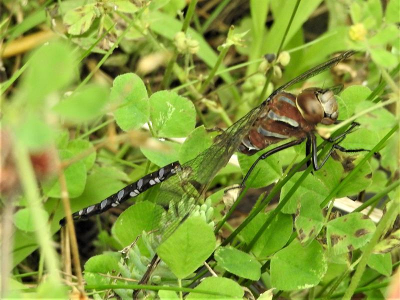 Photo of Lance-tipped Darner