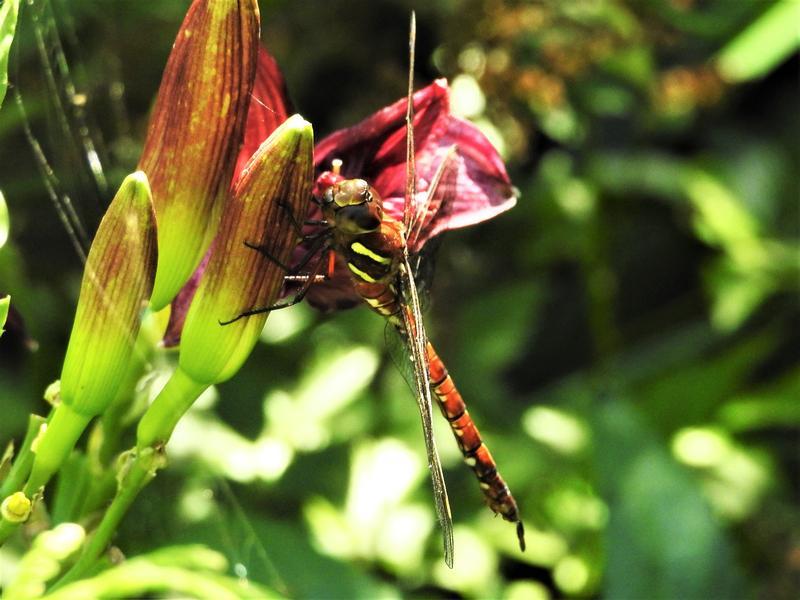 Photo of Shadow Darner