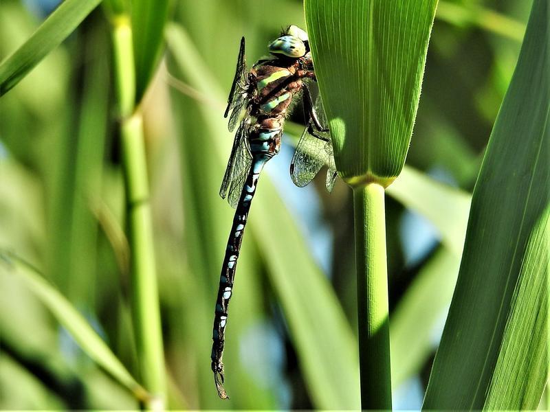 Photo of Lance-tipped Darner