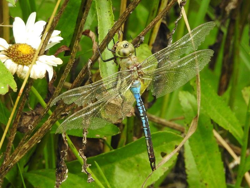 Photo of Common Green Darner