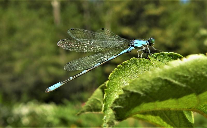 Photo of Tule Bluet