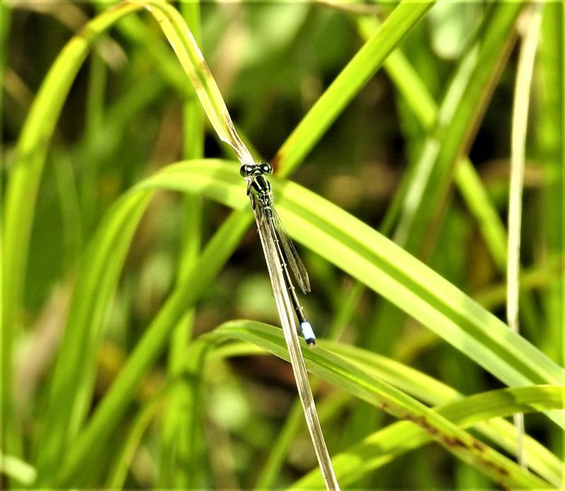 Photo of Eastern Forktail