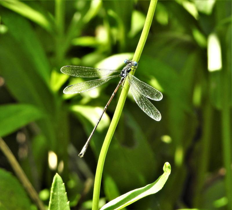 Photo of Slender Spreadwing