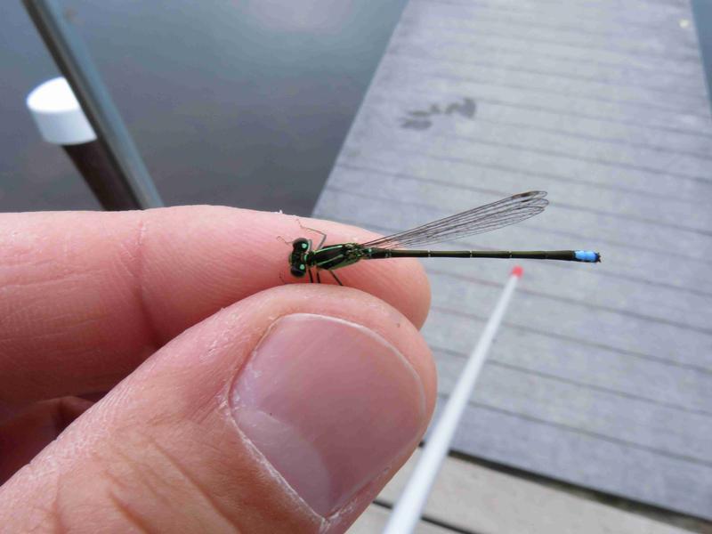 Photo of Eastern Forktail