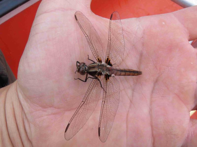 Photo of Chalk-fronted Corporal