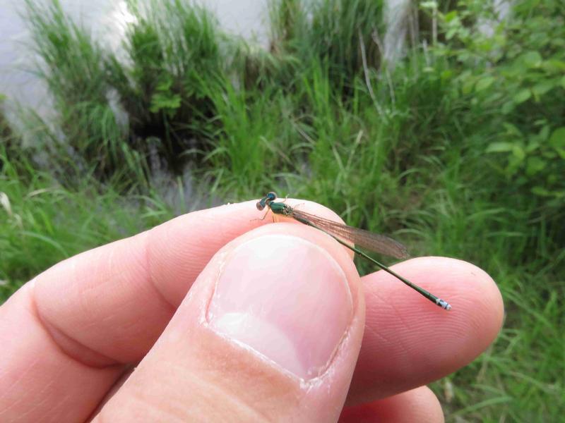 Photo of Sedge Sprite