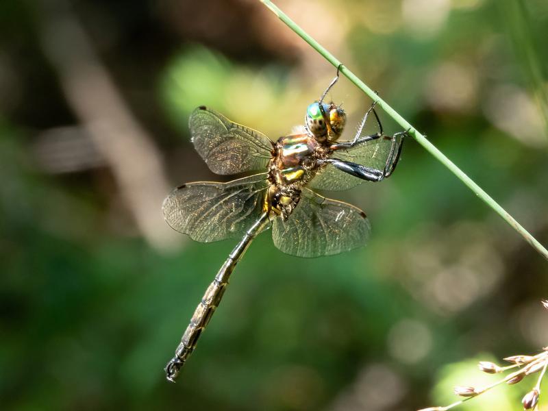 Photo of Hine's Emerald