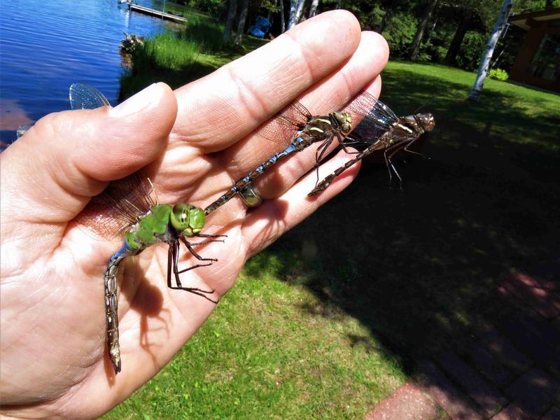 Photo of Common Green Darner