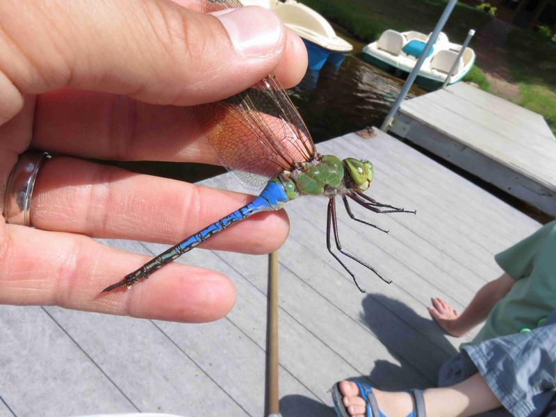 Photo of Common Green Darner