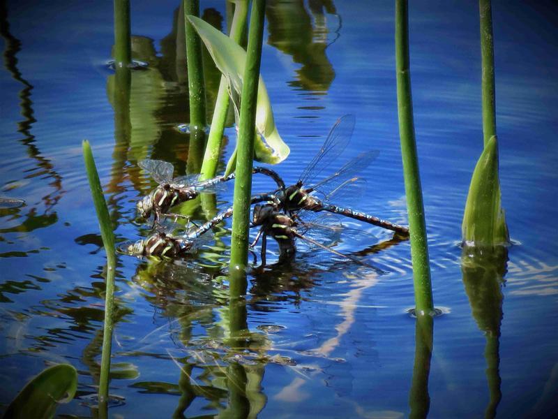 Photo of Springtime Darner