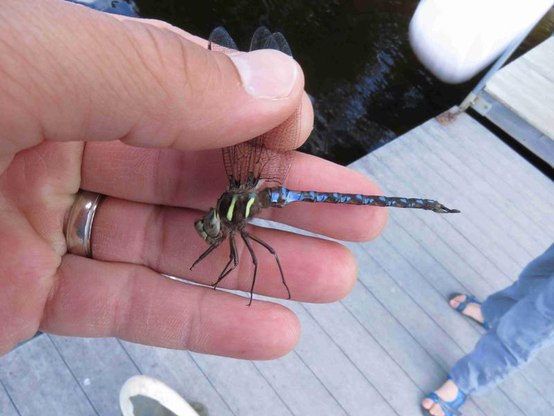 Photo of Springtime Darner