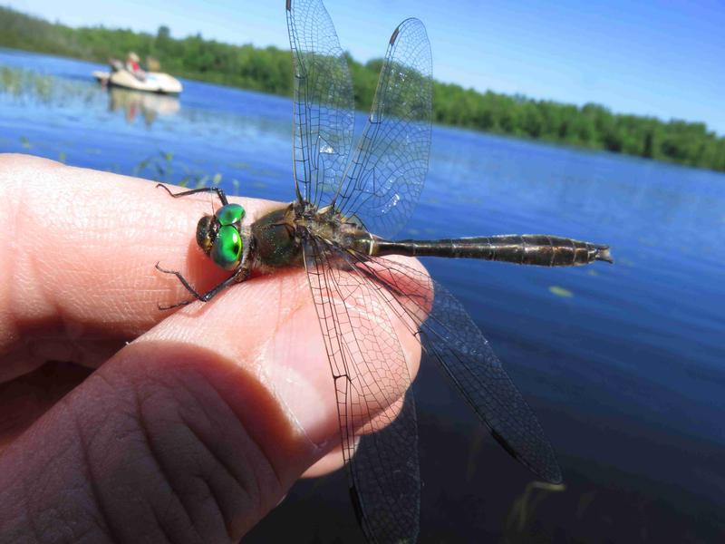 Photo of American Emerald