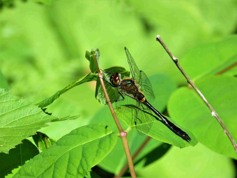 Photo of Racket-tailed Emerald