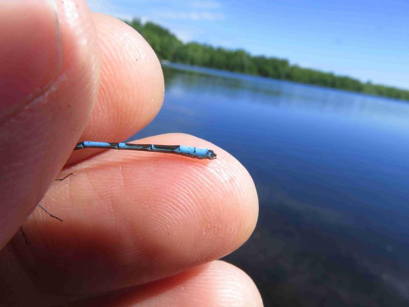 Photo of Boreal Bluet