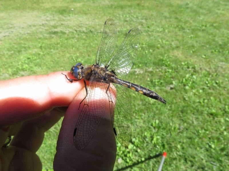 Photo of Beaverpond Baskettail