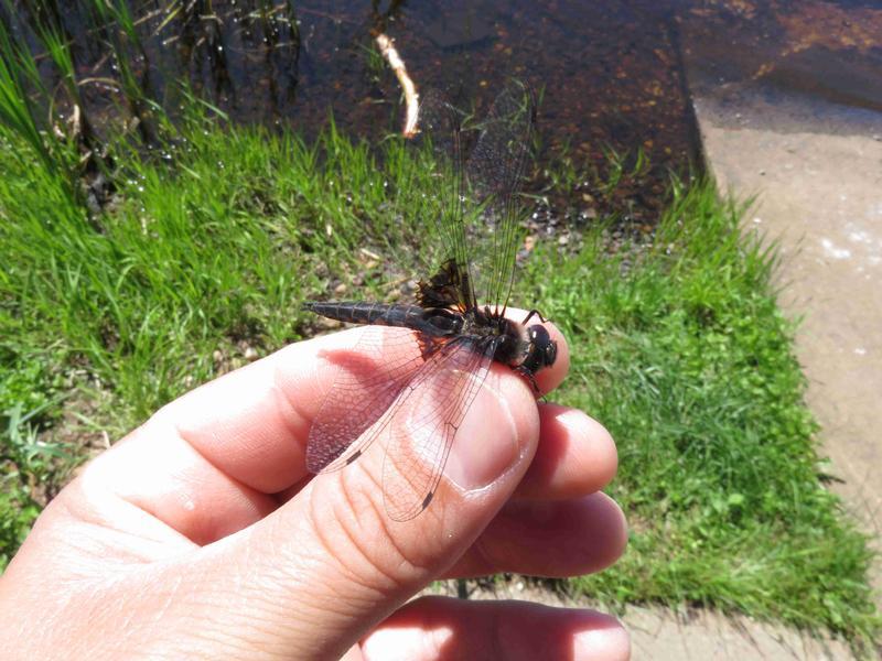 Photo of Common Baskettail