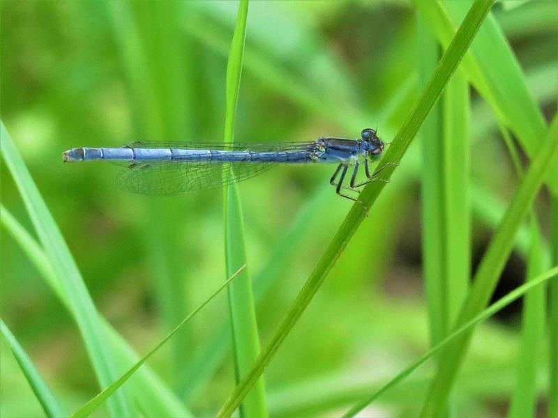 Photo of Eastern Forktail