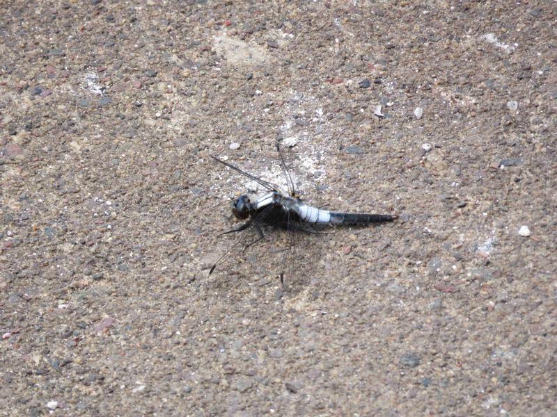 Photo of Chalk-fronted Corporal